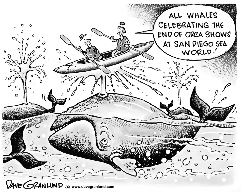 SAN DIEGO ORCA SHOW ENDS by Dave Granlund