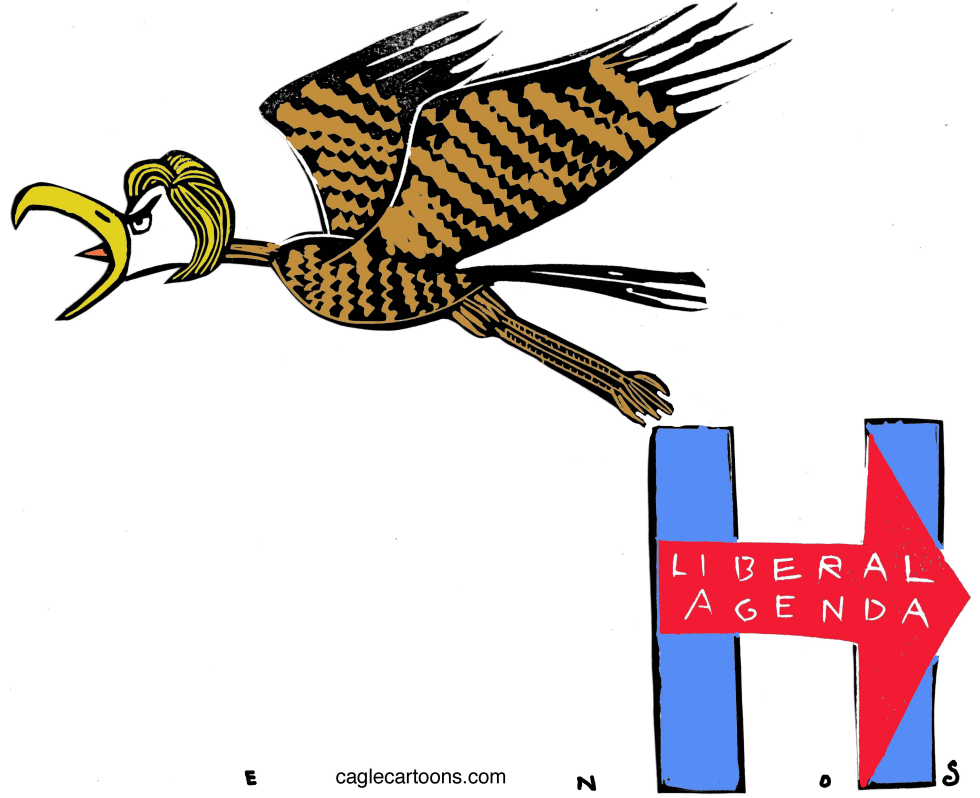 Hillary Hawk COLOR