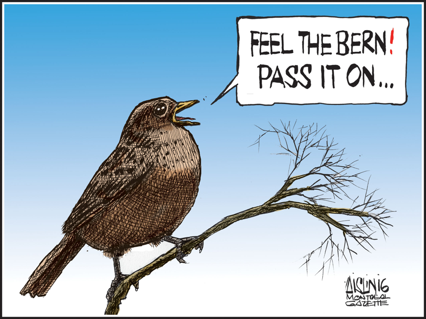Bernie's birds