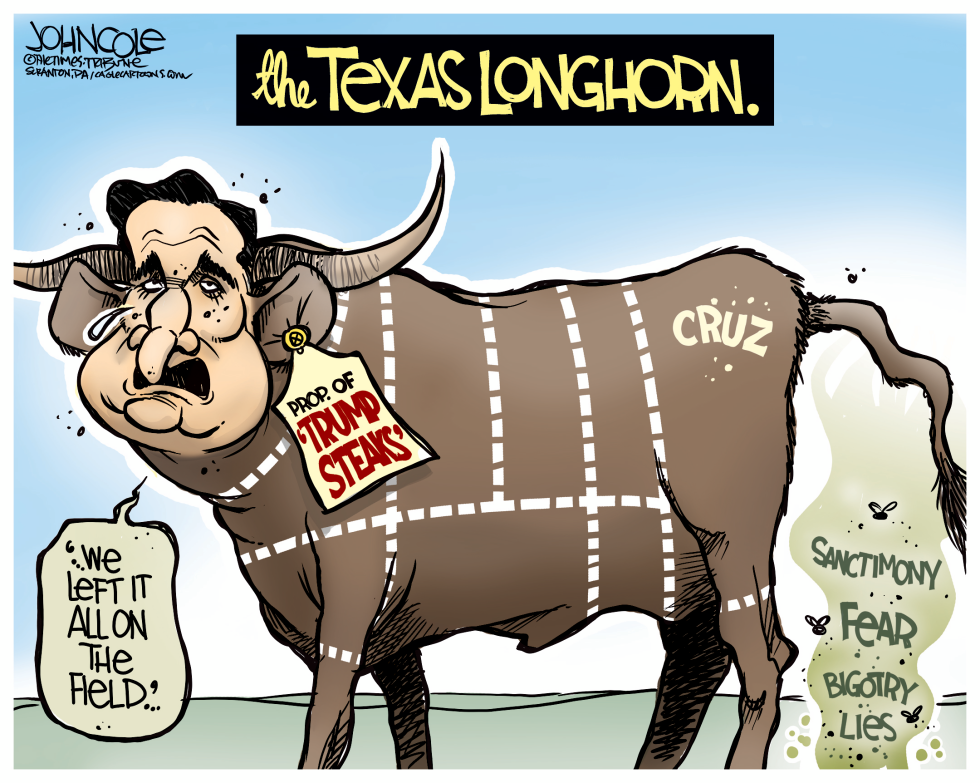 Cruz the Longhorn COLOR