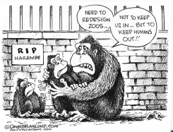 ZOO GORILLA SHOT by Dave Granlund