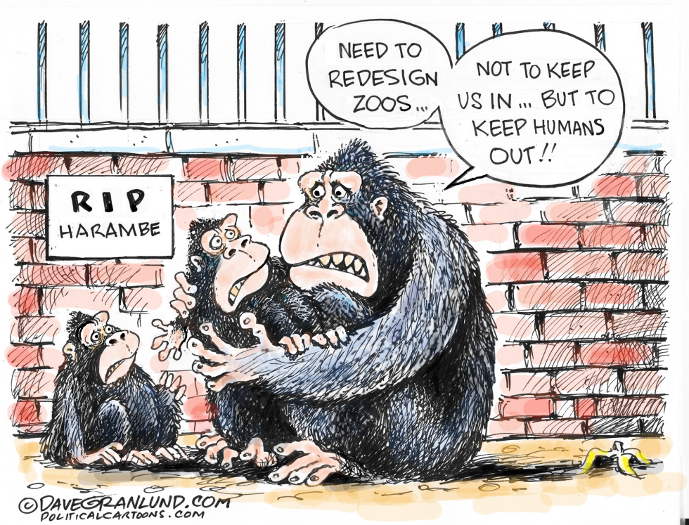  ZOO GORILLA SHOT by Dave Granlund