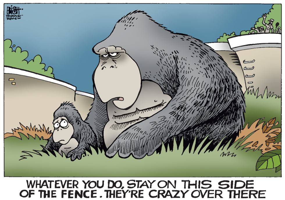 GORILLAS AND CHILDREN, COLOR