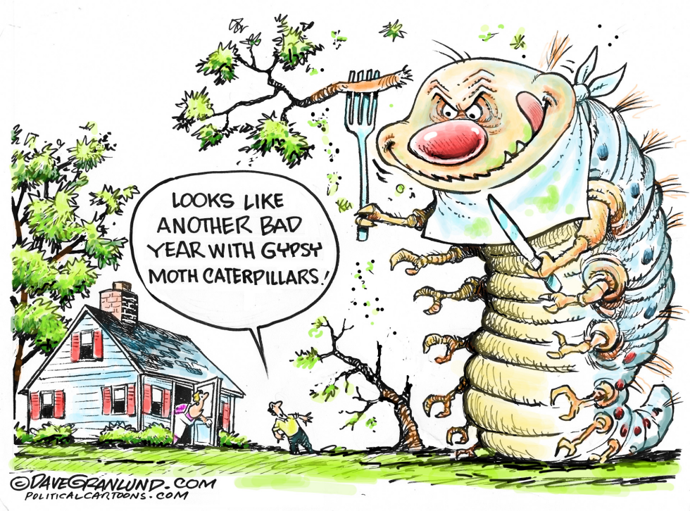 Gypsy moth caterpillars COLOR