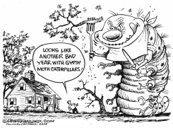 GYPSY MOTH CATERPILLARS  by Dave Granlund