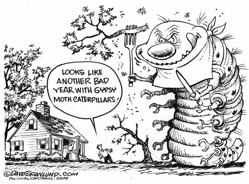 Gypsy moth caterpillars