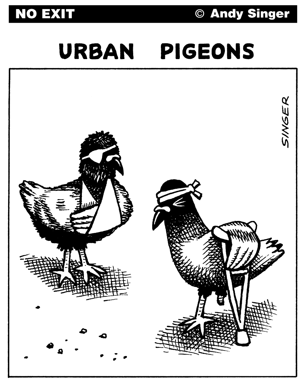 Urban Pigeons