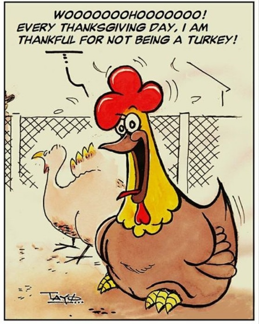 Not A Turkey