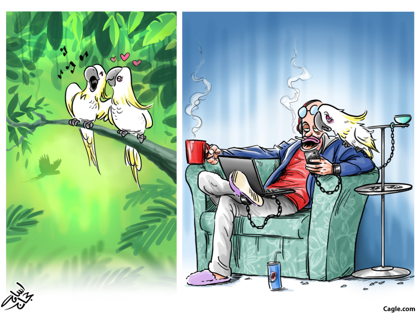 BirdsHumans