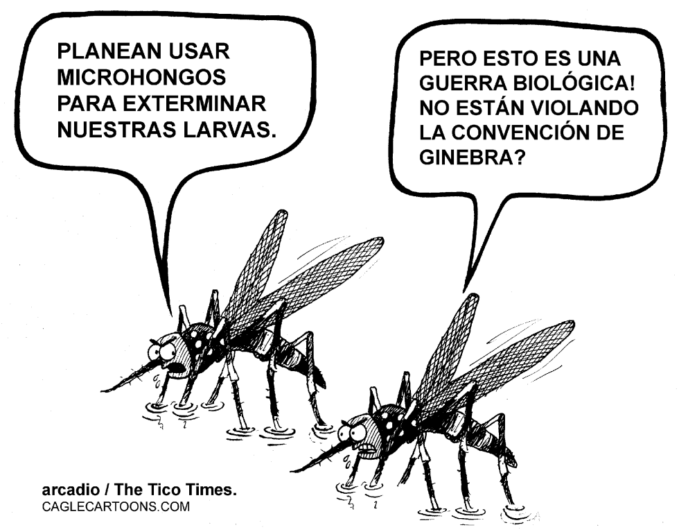Guerra contra el dengue