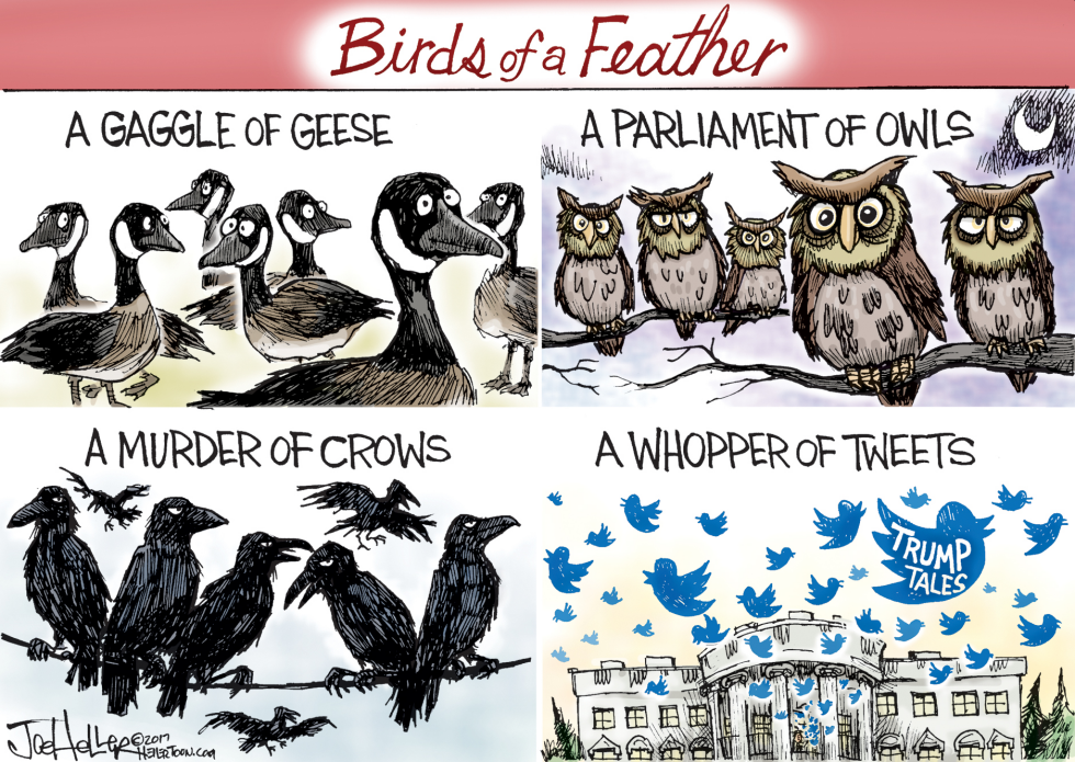 Birds of a feather