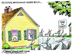 COYOTES MORE BOLD  by Dave Granlund