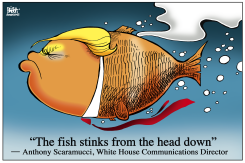 FISH STINK SCARAMUCCI,  by Randy Bish
