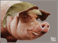 TRUMP, PIGSKIN by Terry Mosher