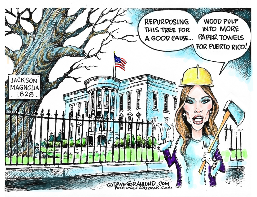 White House Tree cut