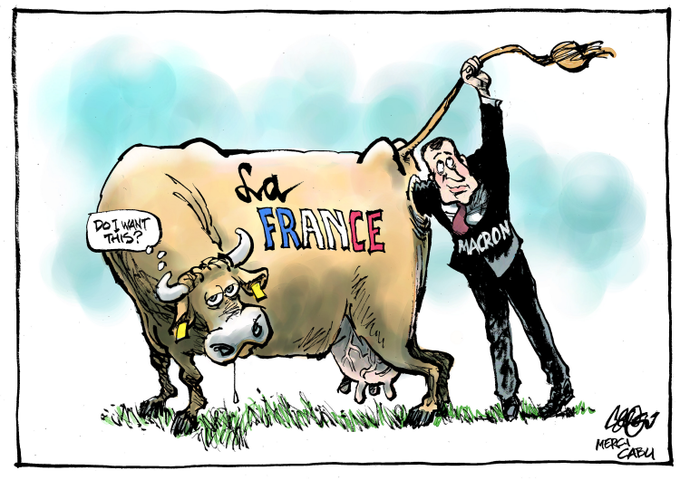 cow cow