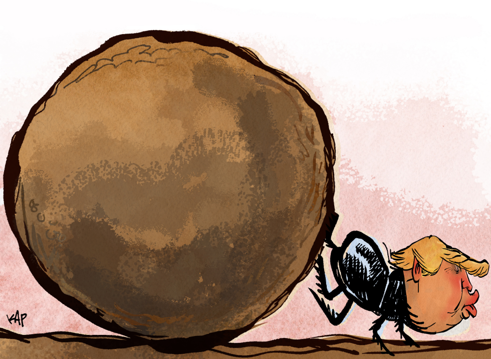 dung beetle