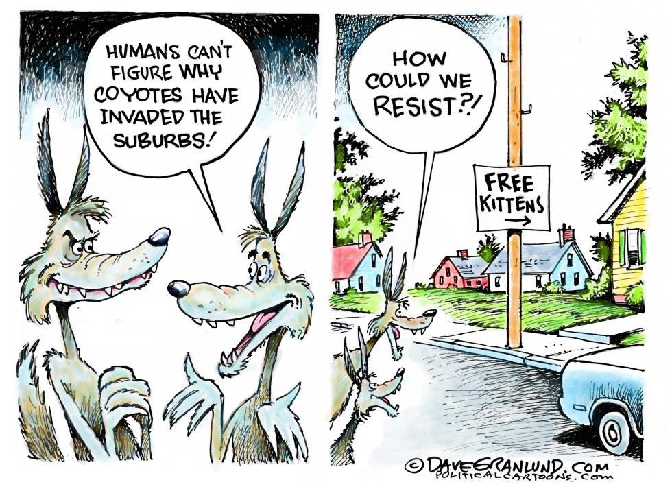  COYOTES IN SUBURBS by Dave Granlund