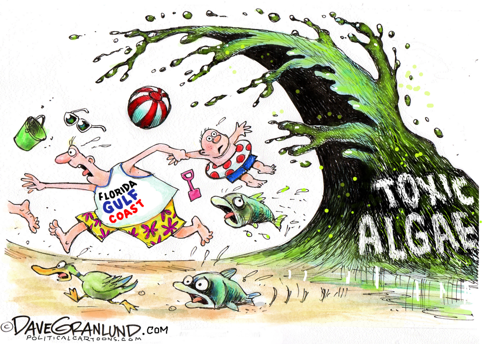 Florida toxic algae