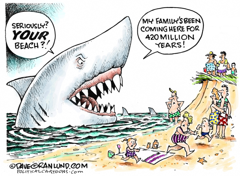 Sharks and beachgoers