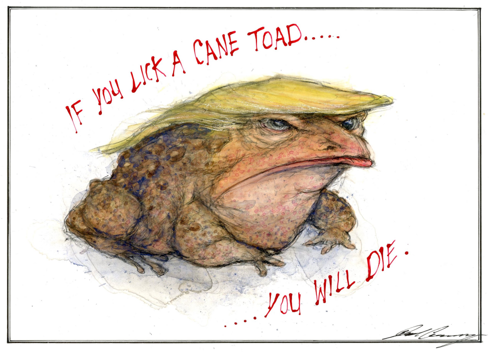 Donald Trump as a Cane toad