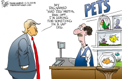 GENERAL MATTIS by Bruce Plante