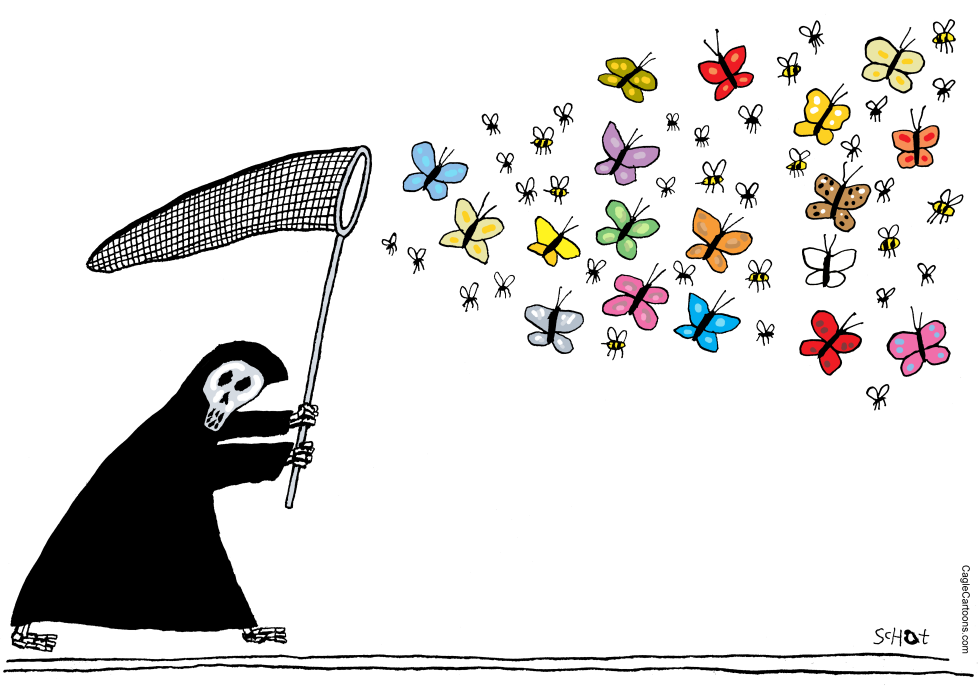 mass insect extinxtion bee starvation