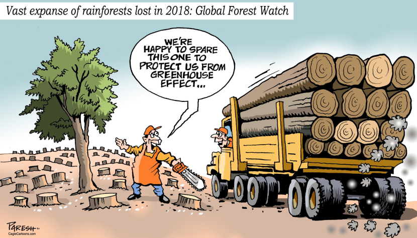 Loss of Rainforests