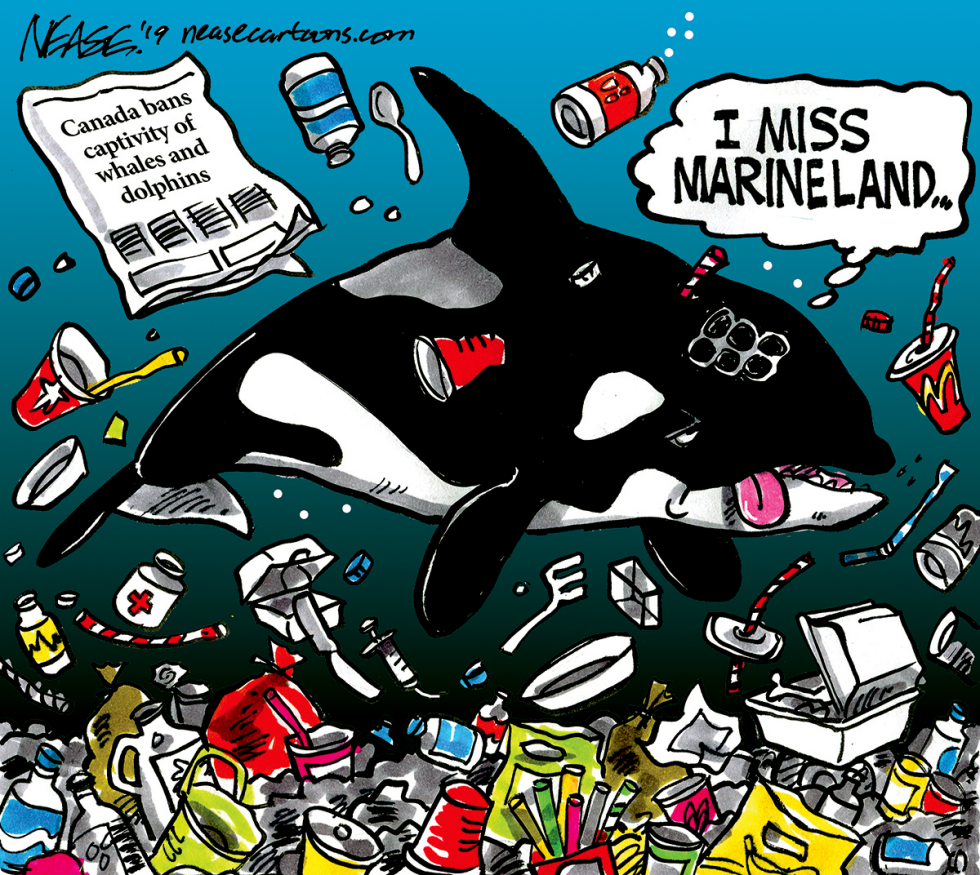 Freed Willy