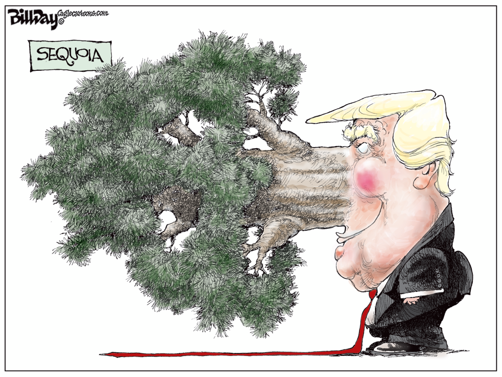 Sequoia