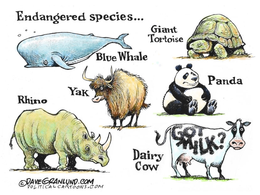 Milk drinkers declining