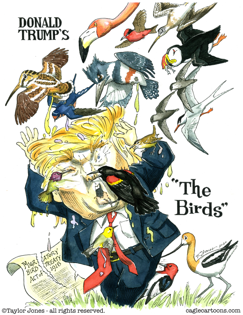 The Birds