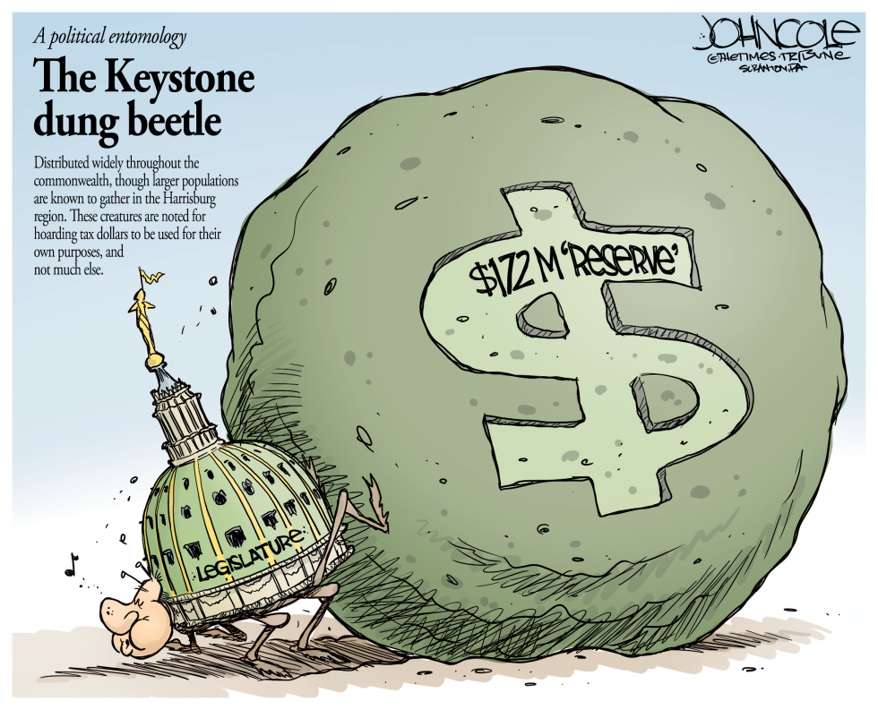 LOCAL PA Keystone dung beetle