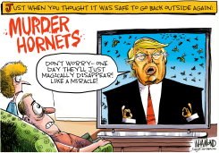 MURDER HORNETS ARE HERE by Dave Whamond