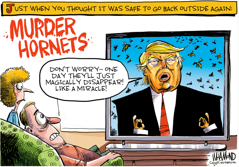 Murder Hornets are here!