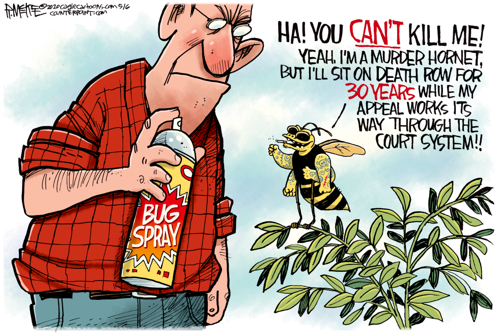 Murder Hornets