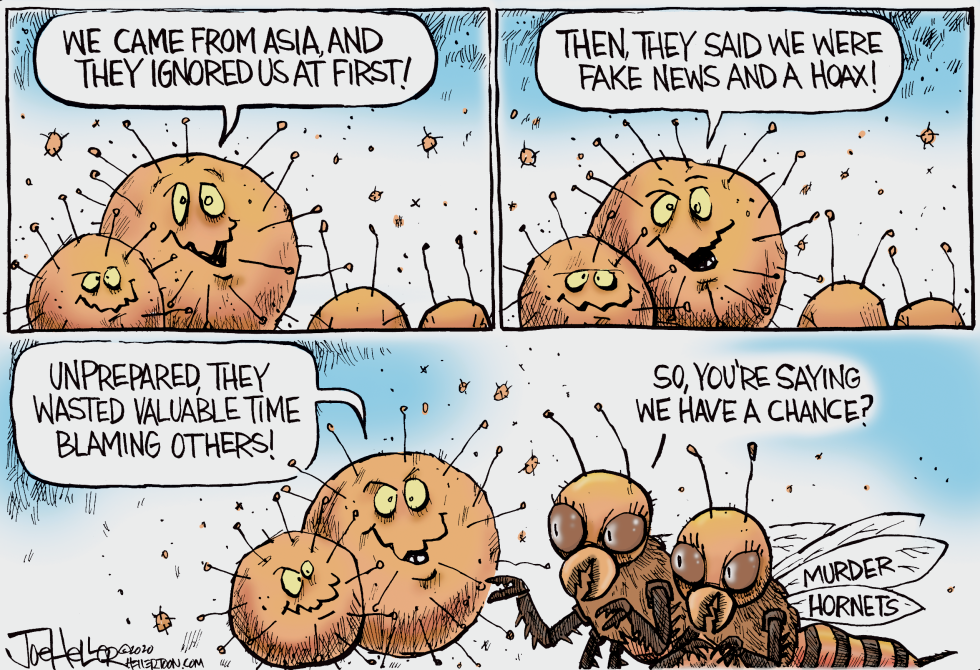 Murder Hornets