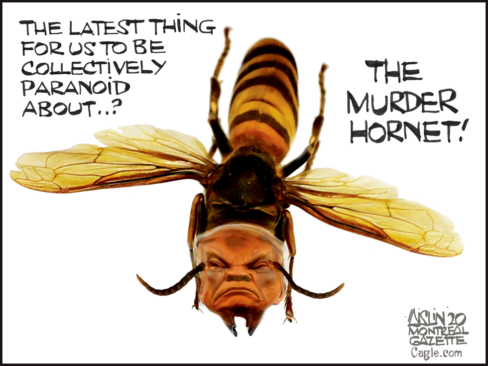 Murder Hornet