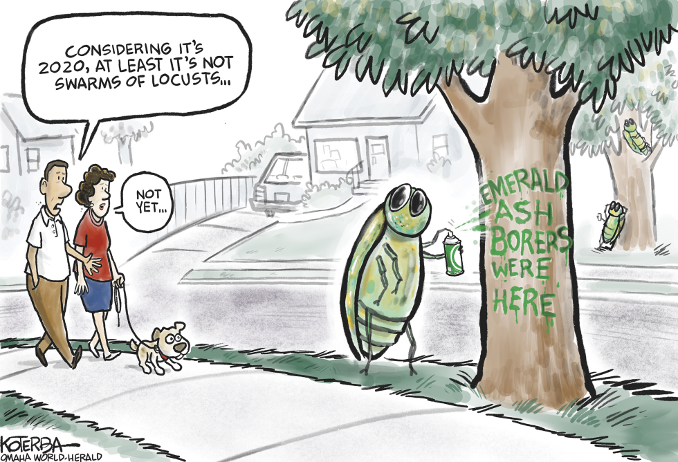 And Then Came the Ash Borer