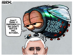 FLY GUY by Steve Sack