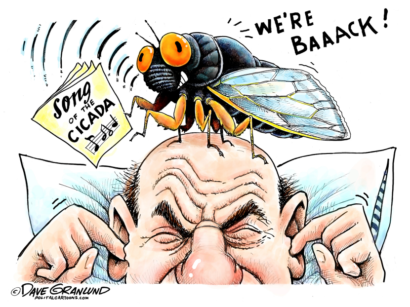 Cicadas back again