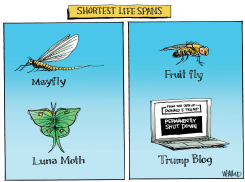 TRUMP BLOG SHUTS DOWN by Dave Whamond