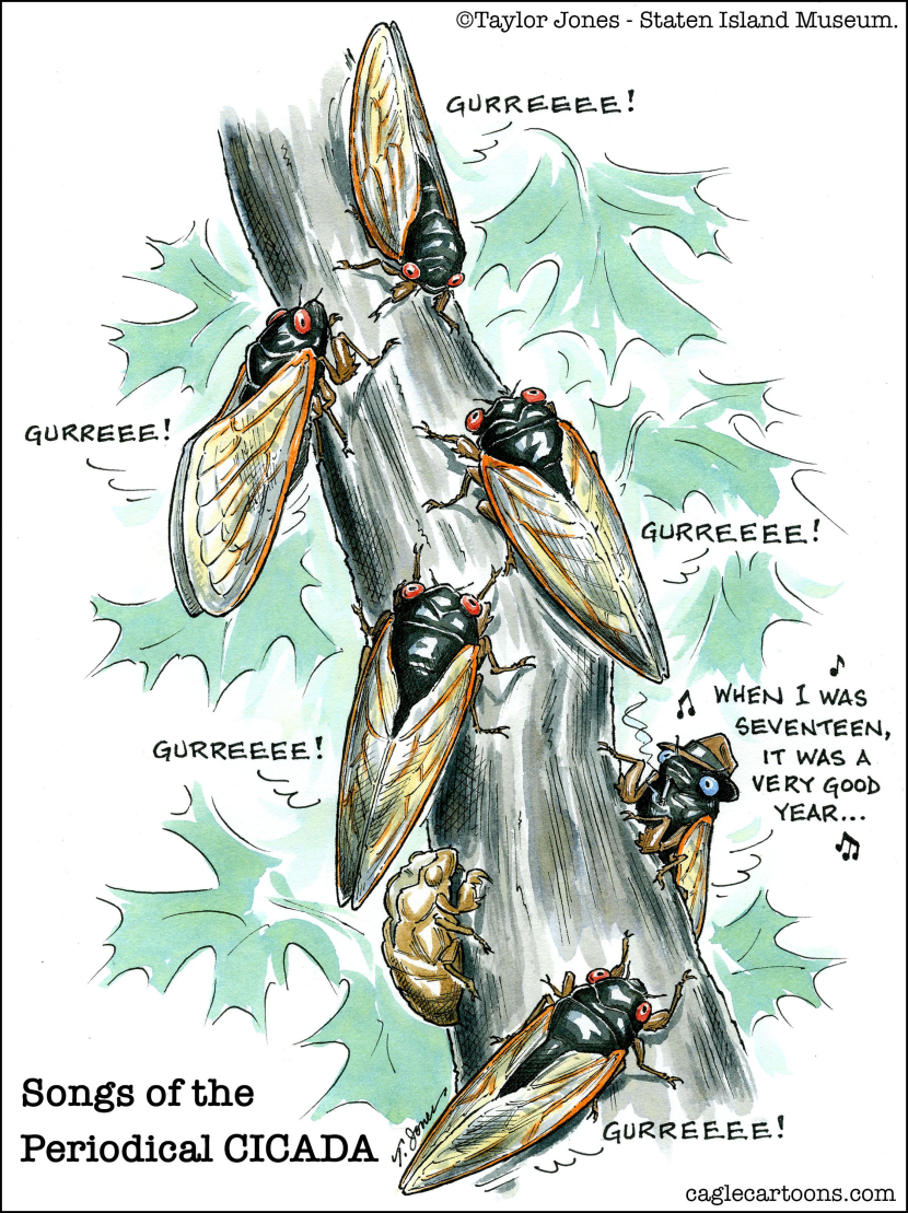 Songs of the Periodical Cicada - REPOST