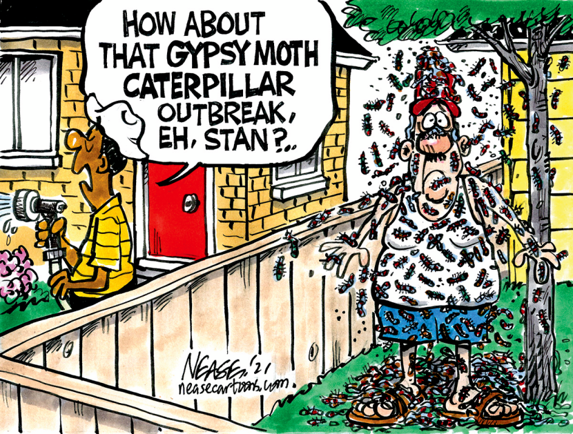 Caterpillars