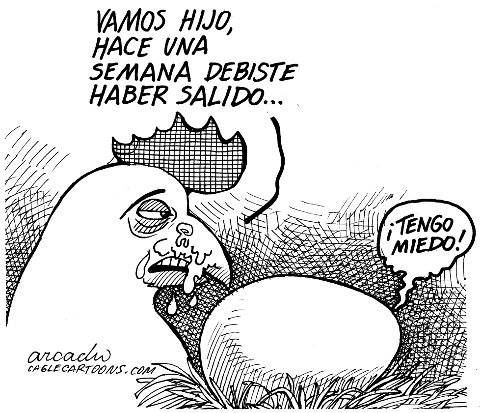 El miedo del pollito