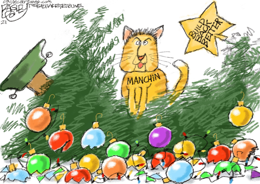 Manchin Cat