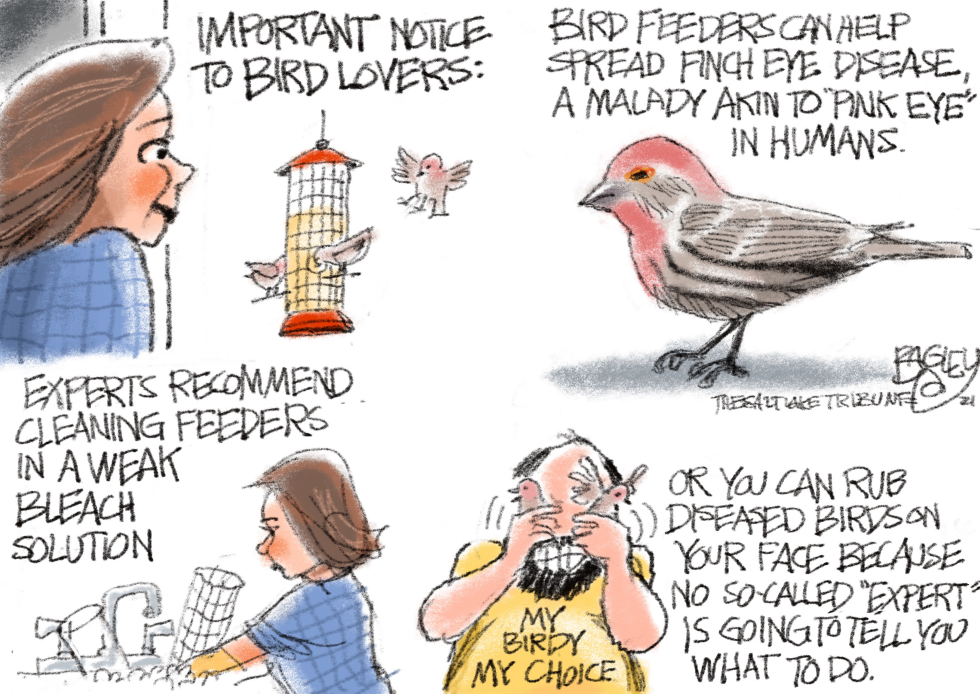 Bird Feeder Danger