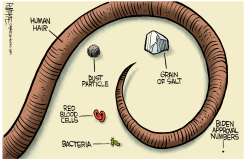 BIDEN POLL NUMBERS by Rick McKee