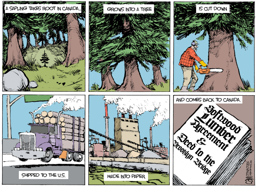 CANADA Sapling