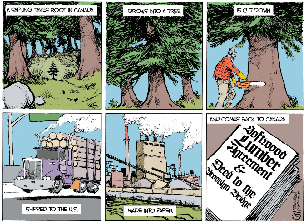 CANADA Sapling